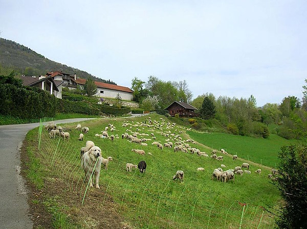 med_15-Herdenschutz.jpg (600 x 449)